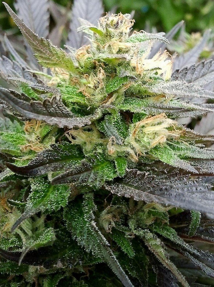 Frosty morning picture of lady number 3 main cola