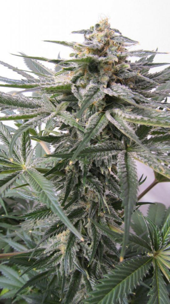 Frosty Super Kush 004