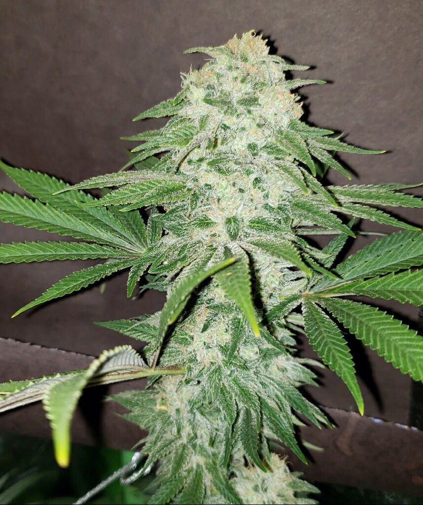 Frosty1