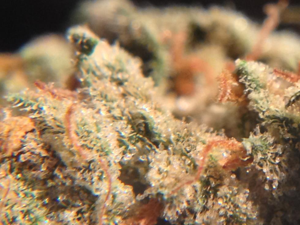 Frosty10