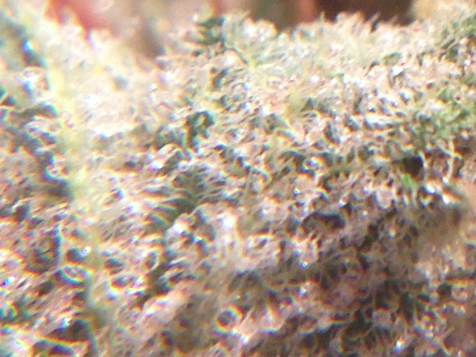 Frosty11