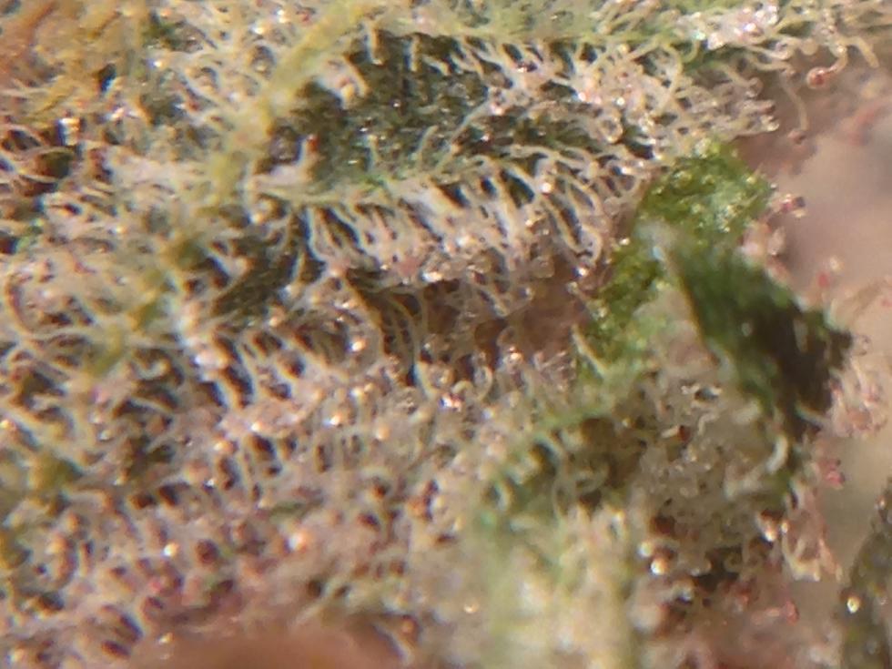 Frosty2