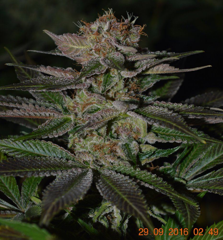 Frosty3
