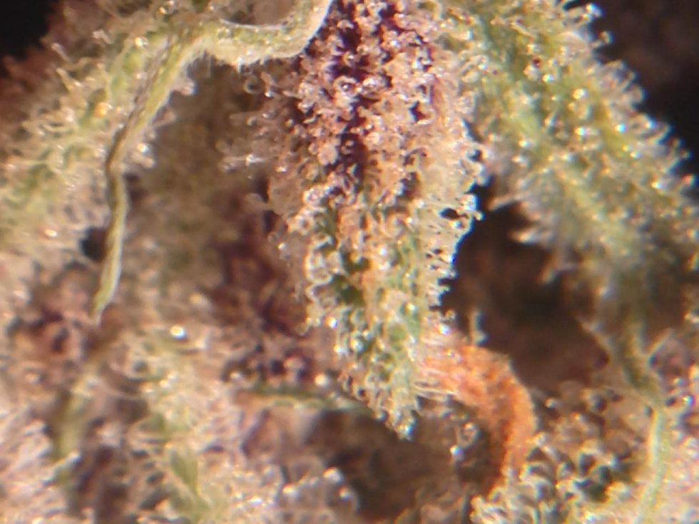 Frosty4