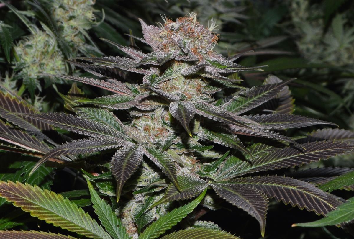 Frosty6