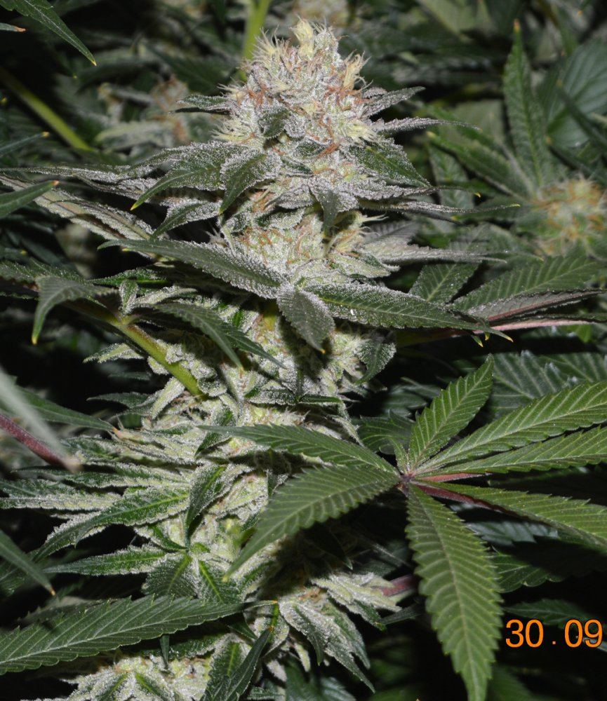 Frosty7