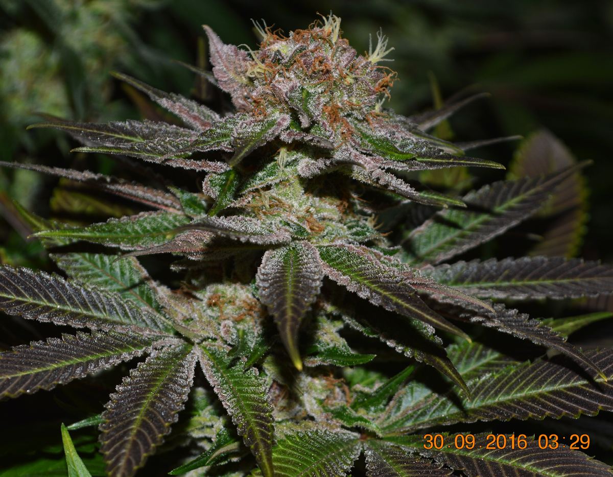 Frosty8