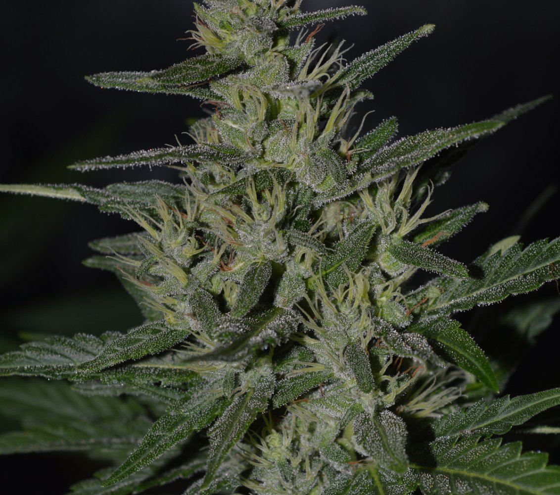 Frosty latenight