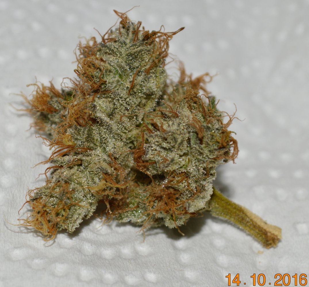 Frostybud