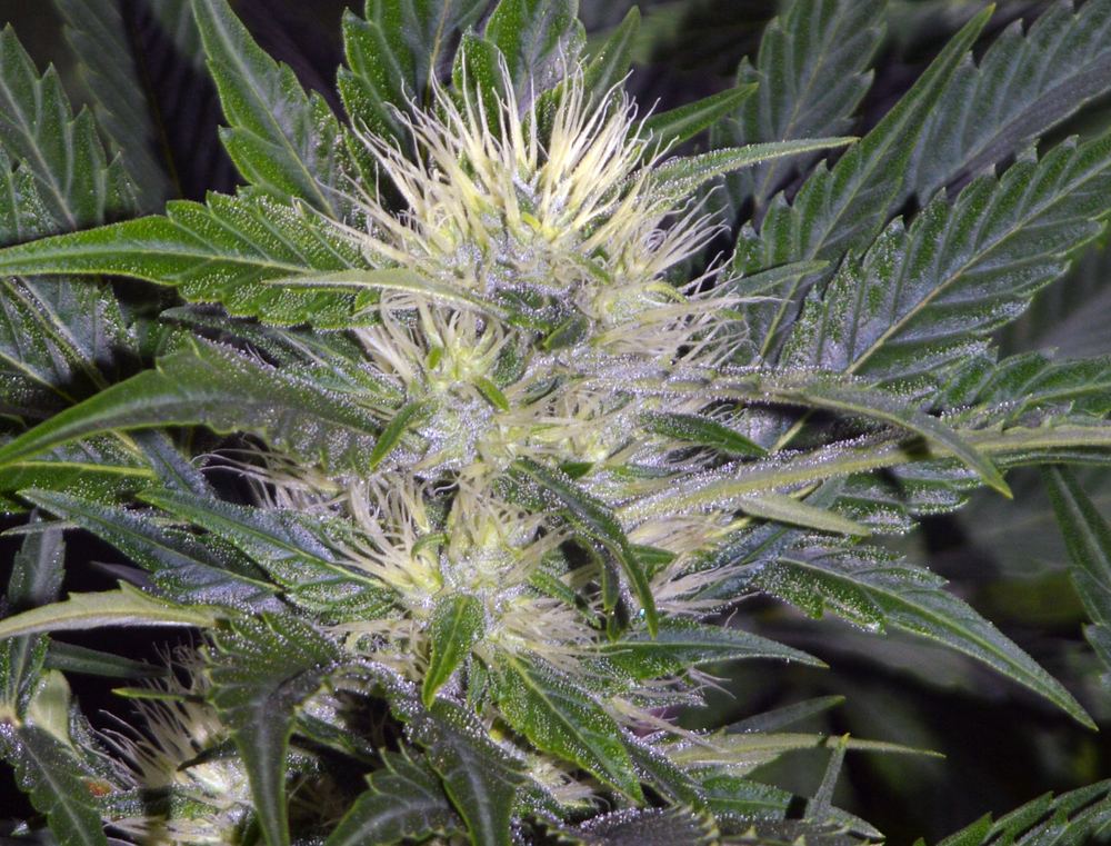 Frostybudding