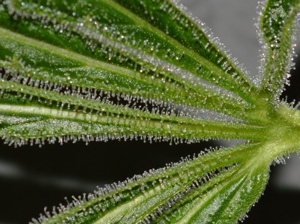 Frostyfan