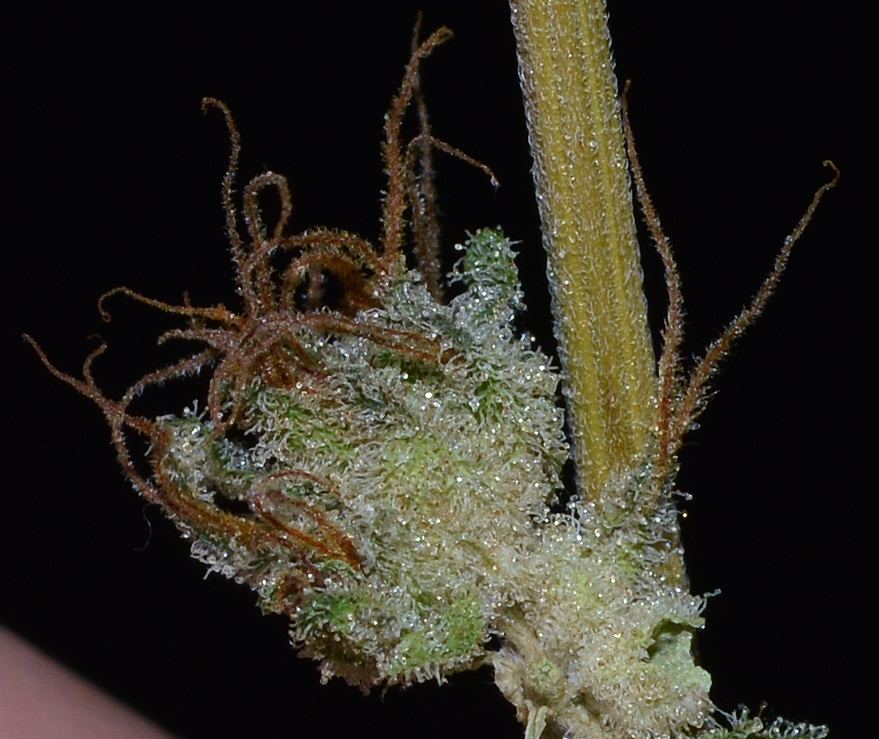 Frostyfluff