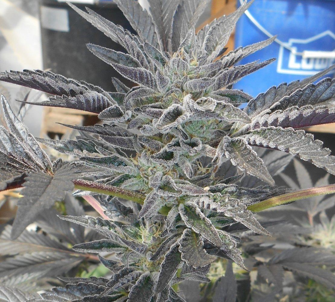 Frostyleaves310