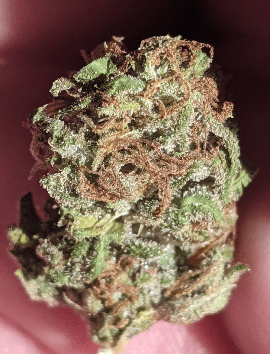 Frostylowernug