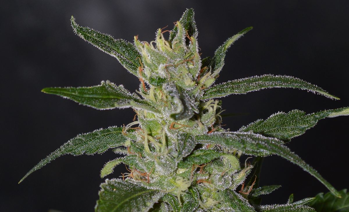 Frostynight