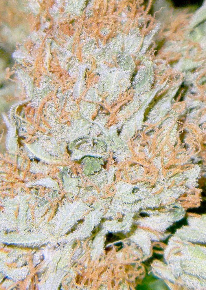 Frostynl