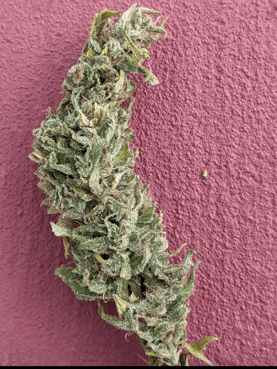 Frostynug1