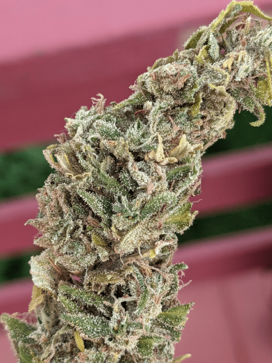 Frostynug2