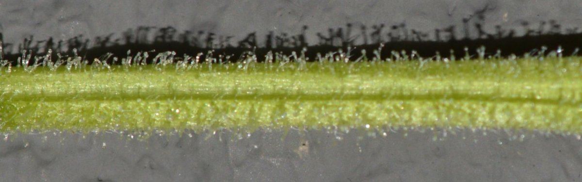Frostypetiole