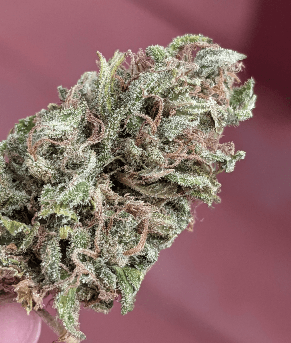 FrostyPheno1