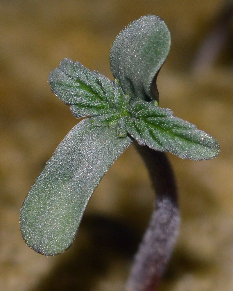 Frostyseedling