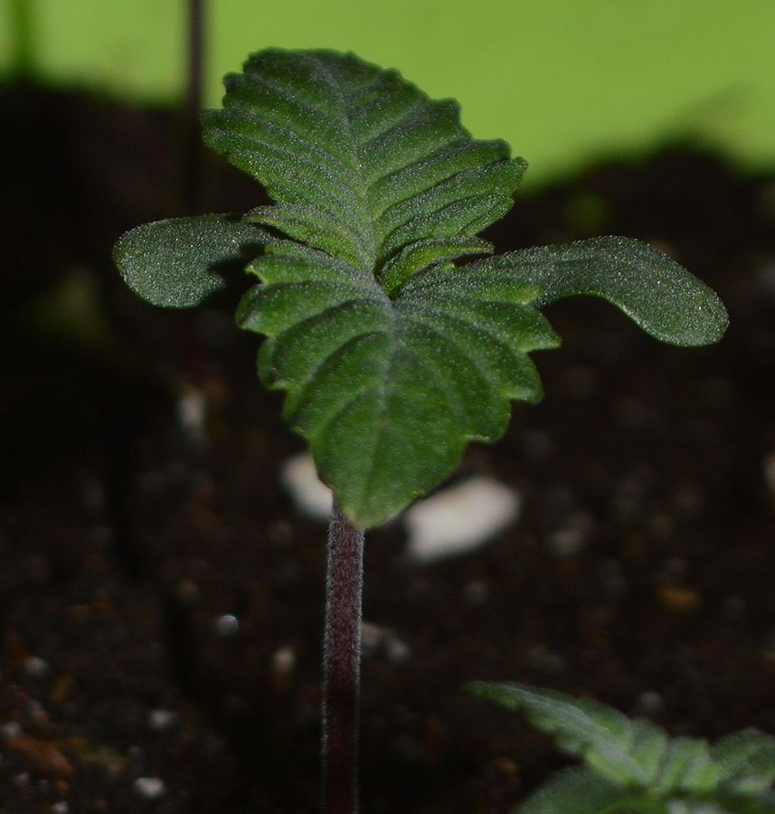 Frostyseedling