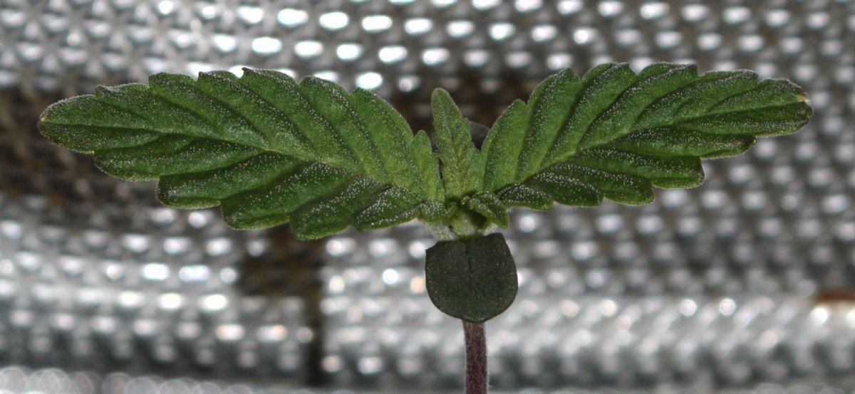 FrostyseedlingCHCH
