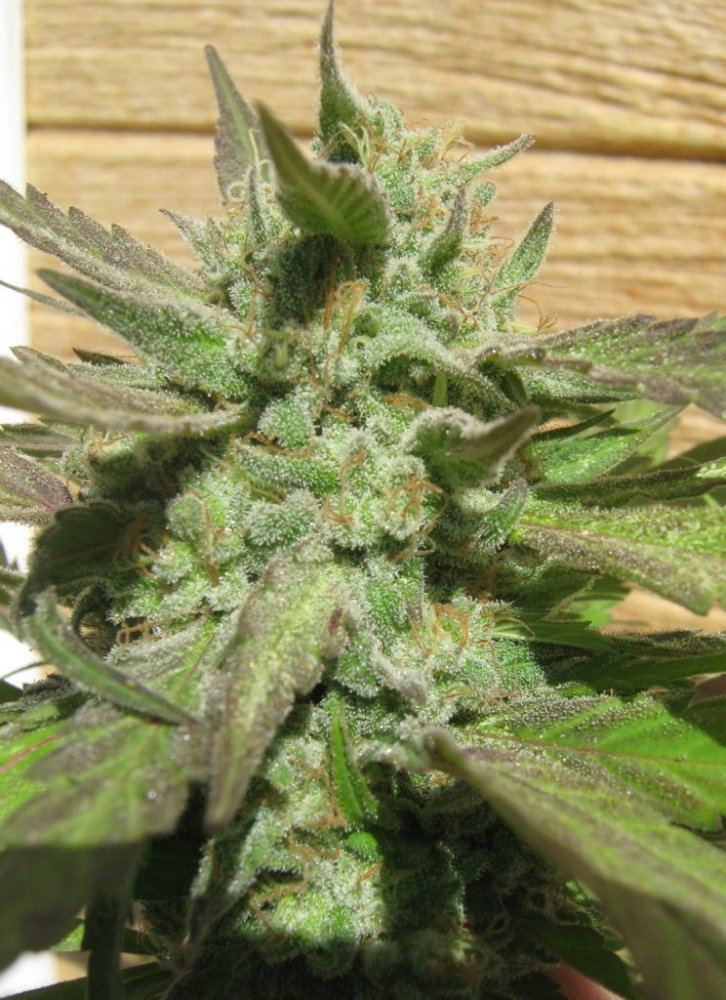 Frostytropic