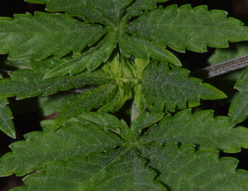 Frostyveg