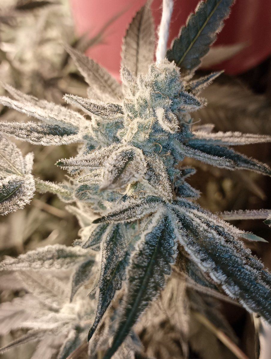Frostzilla1