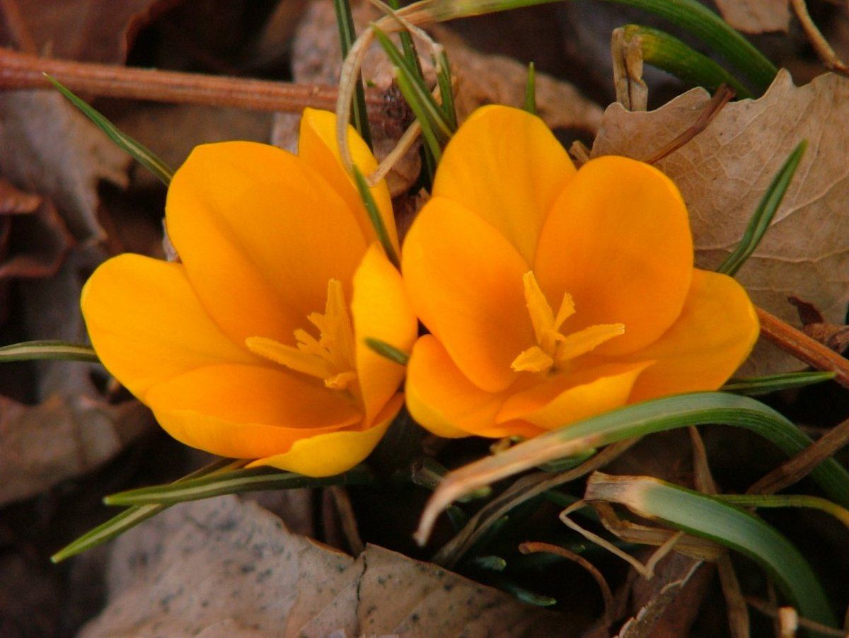 Frowers