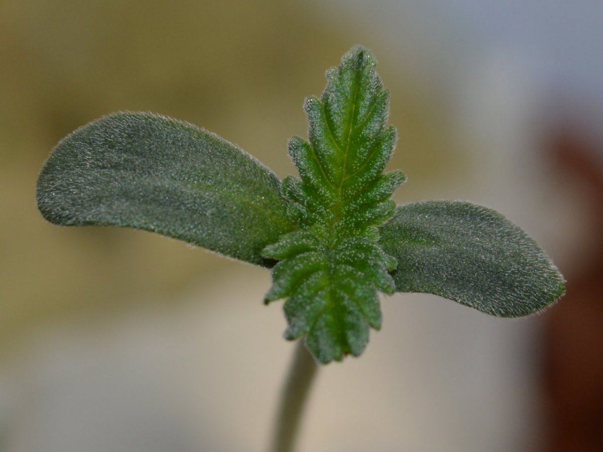 FrozenL8N8seedling
