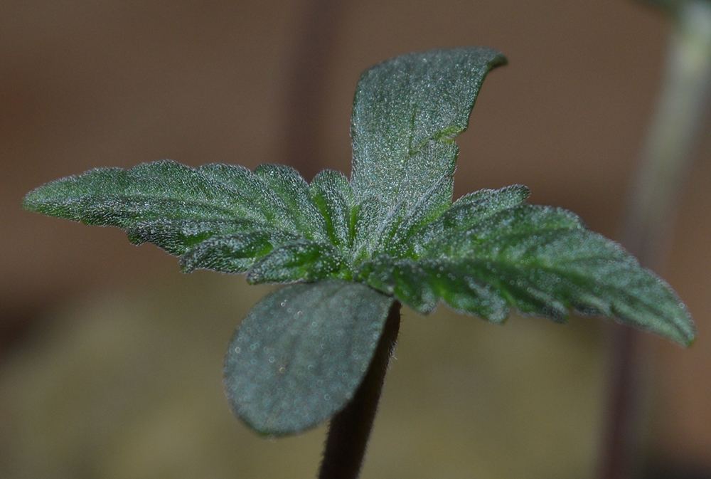 Frseed1