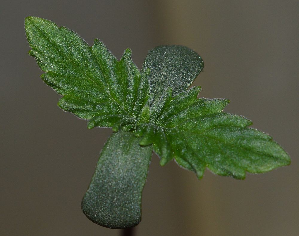 Frseed2