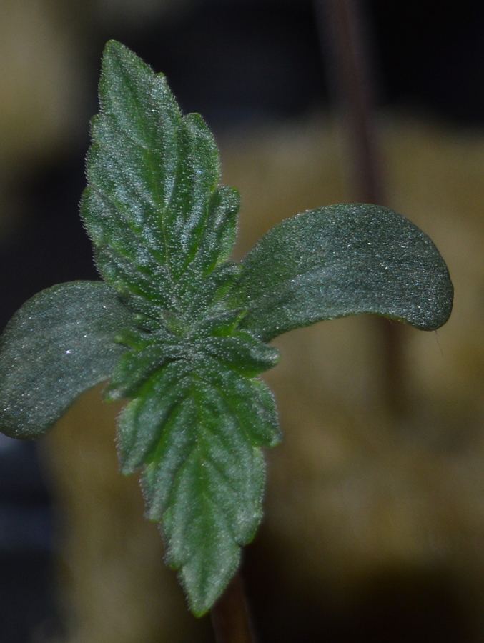 Frseed3