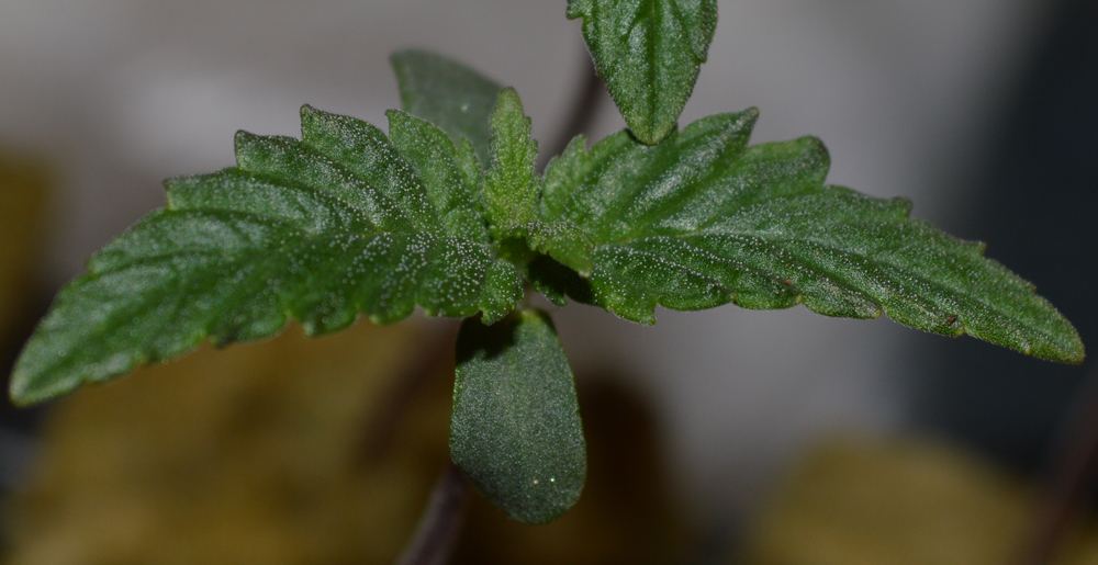 Frseed4