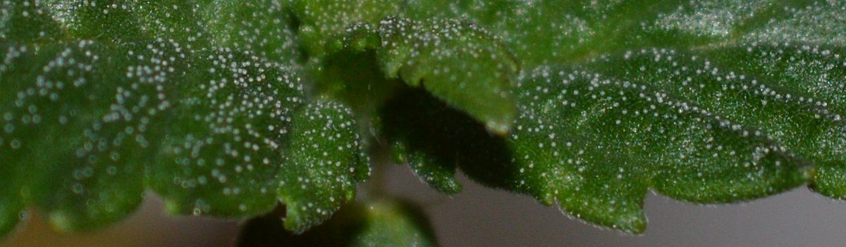 Frseed5