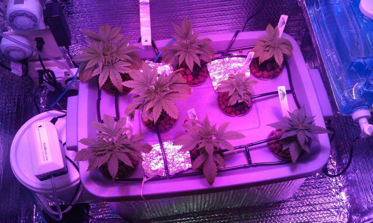 Fruit punch blue cheese  led cabinet grow pioneering the future 3