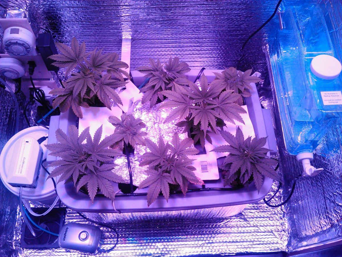 Fruit punch blue cheese  led cabinet grow pioneering the future 4