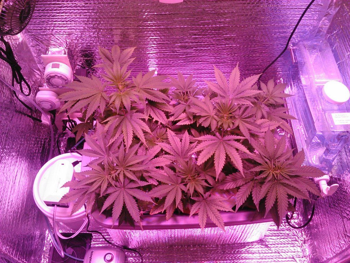 Fruit punch blue cheese led cabinet grow pioneering the future update 5