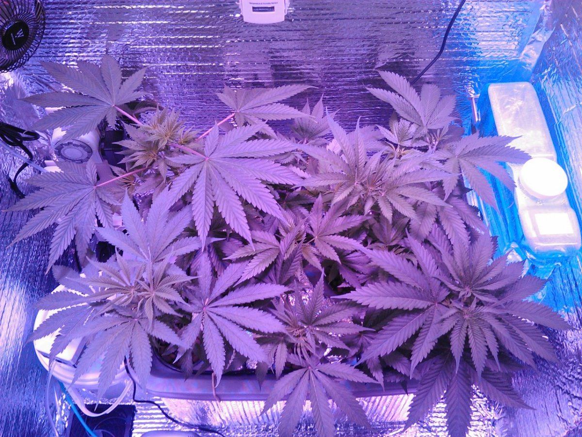 Fruit punch blue cheese led cabinet grow pioneering the future update 6