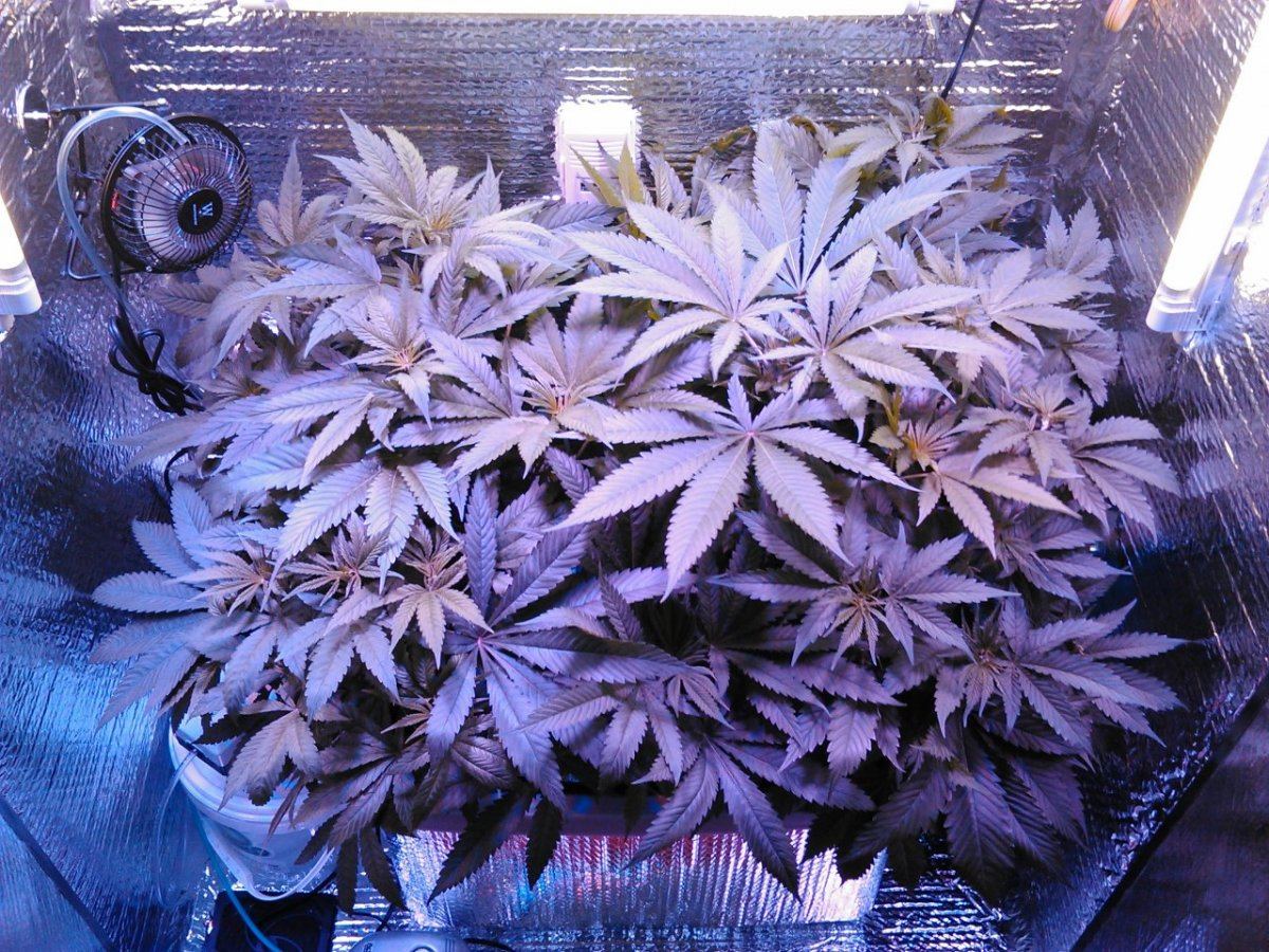 Fruit punch blue cheese led cabinet grow pioneering the future update 7