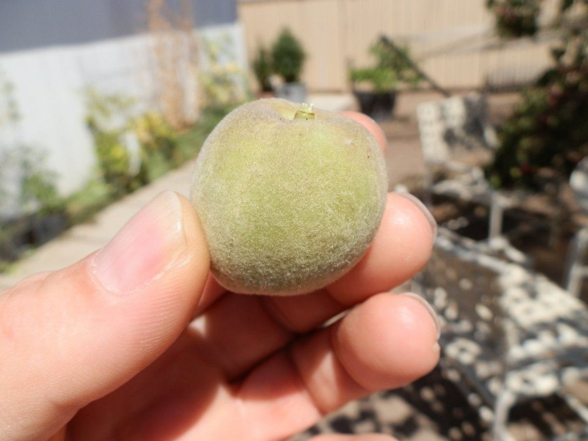 Fruit tree identification 3
