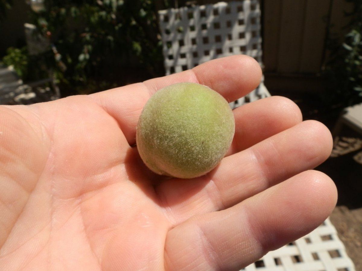 Fruit tree identification 4