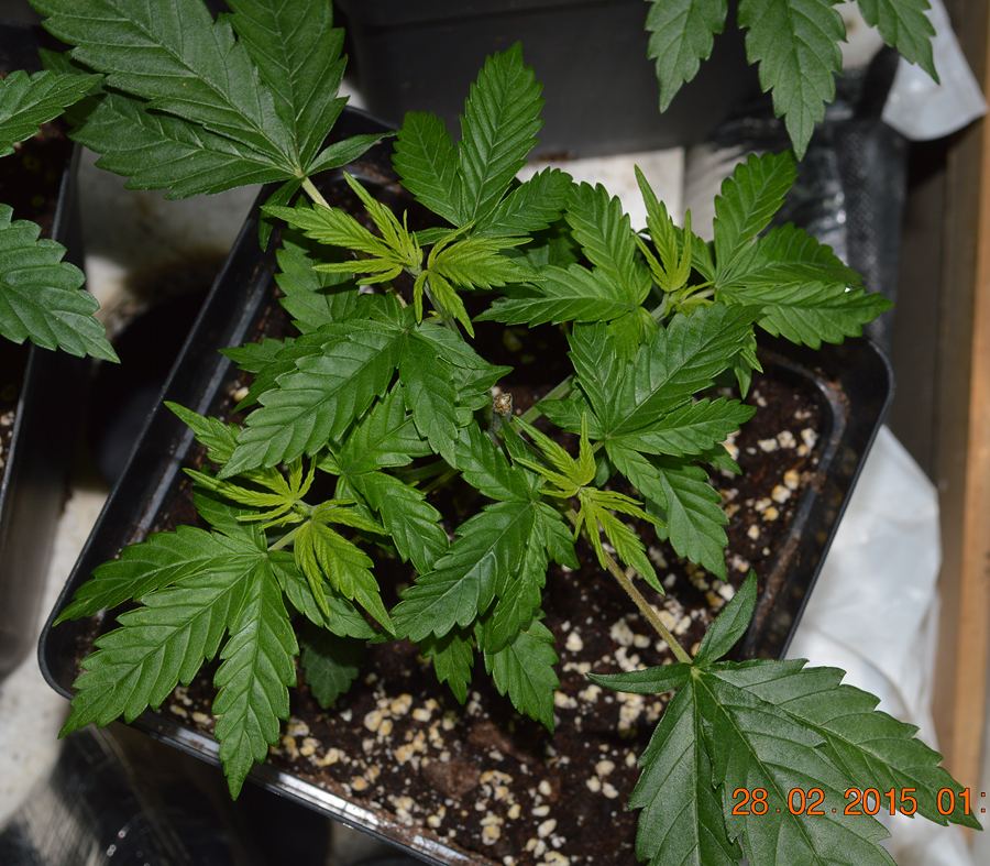 Fruitgreen