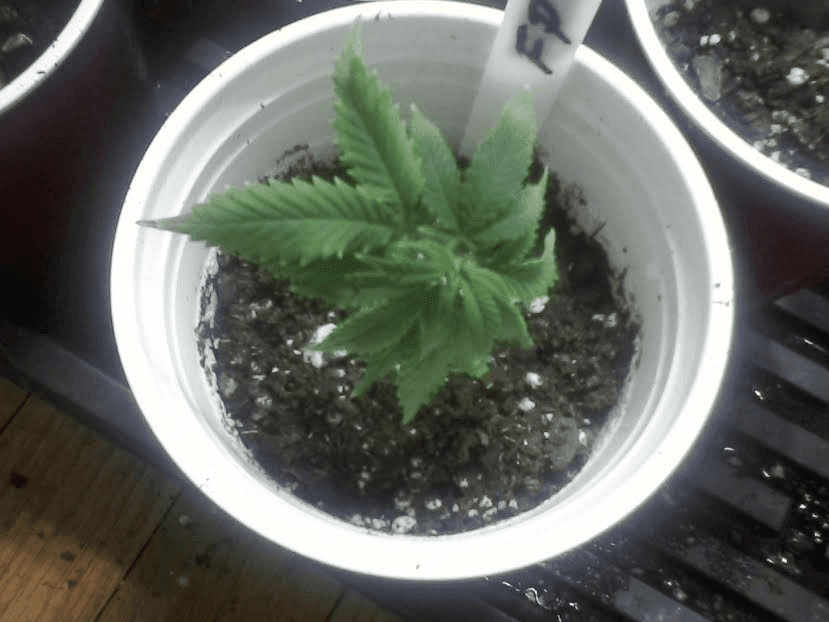 FruitPunch Clone