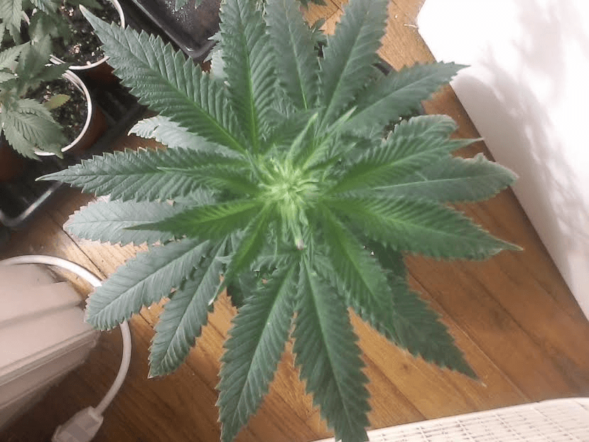 FruitPunch12daysbloom