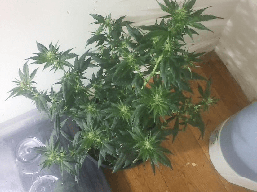 FruitPunch15days2617