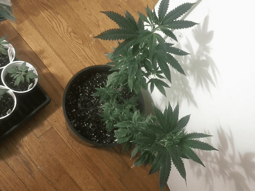 FruitPunch3daysbloom