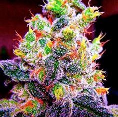 Fruity 2